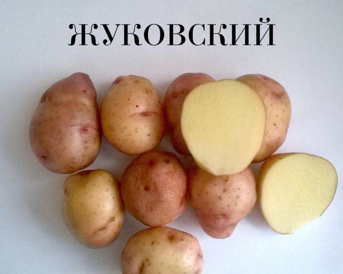 Сорт картофеля жуковский ранний: описание, посадка, уход и сбор урожая