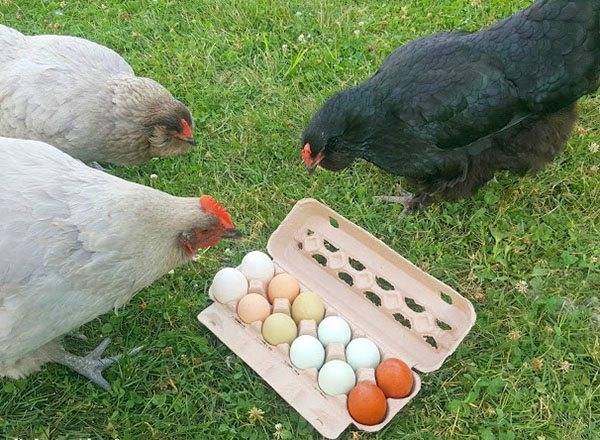 Как петух оплодотворяет курицу: размножается, спаривается и топчет