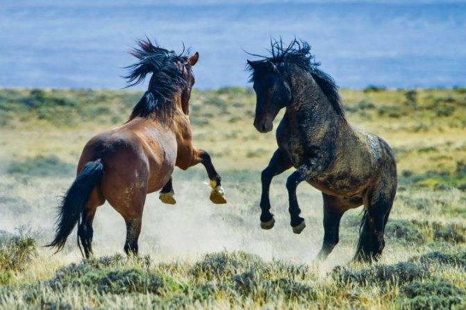 Лошадь мустанг. образ жизни и среда обитания мустангов