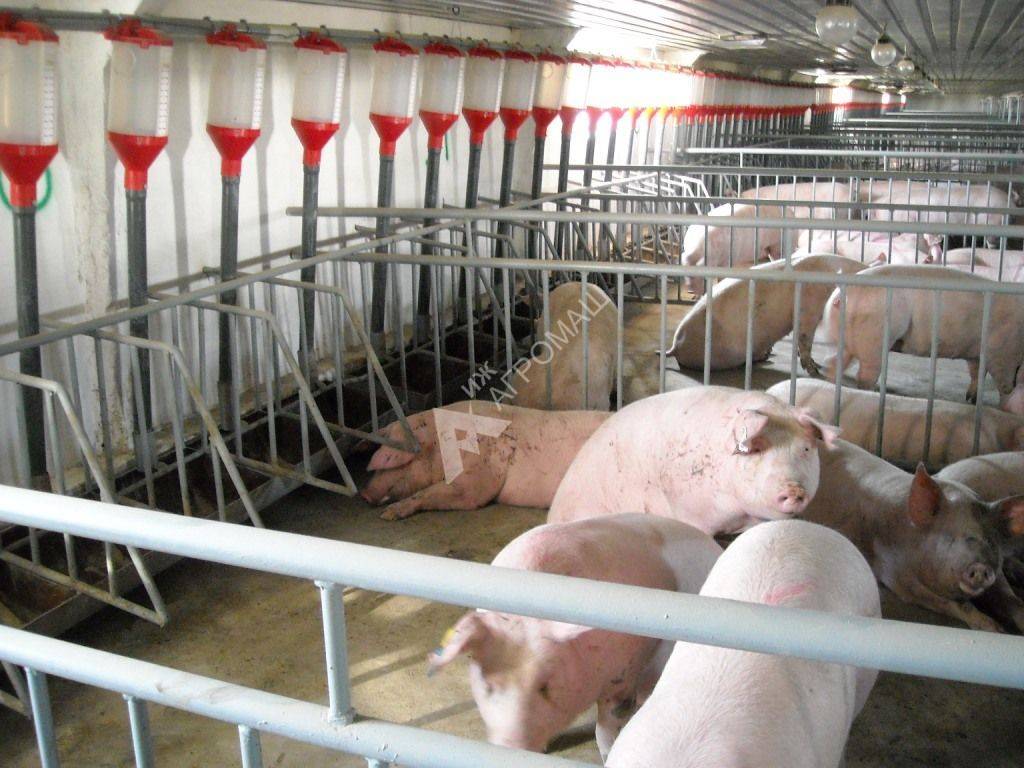 Про разведение свиней в домашних условиях: советы начинающим