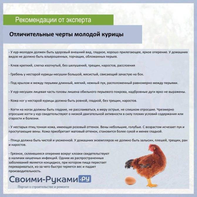 Основные проблемы сезонного птицеводства | fermers.ru