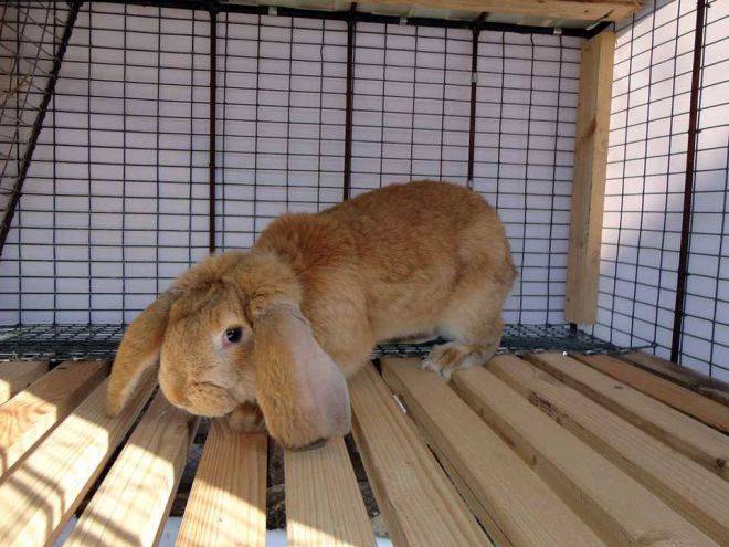 Кролики породы баран: фото и описание животных
