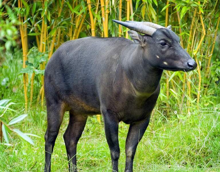 Буйвол индийский (bubalus arnee): фото, виды, интересные факты
