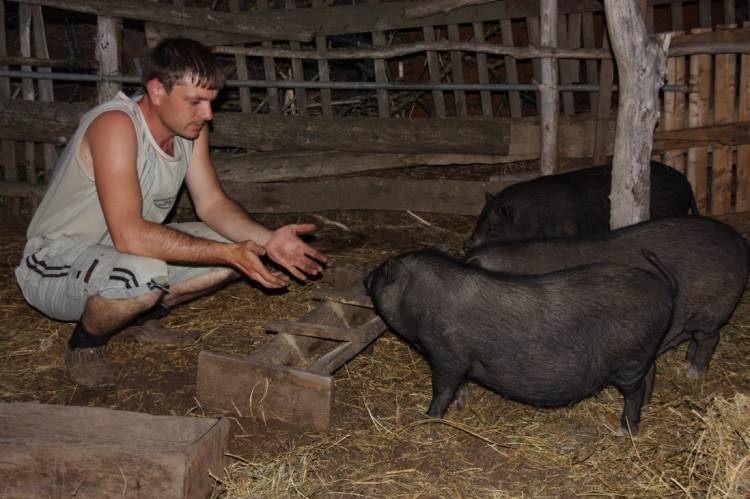 Секреты разведение вьетнамских вислобрюхих свиней как бизнес