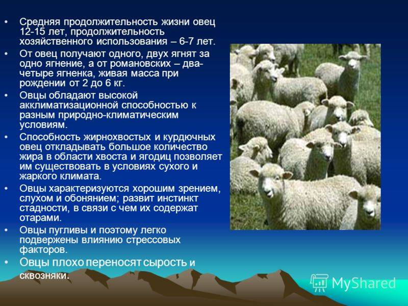 Основы разведения овец для начинающих