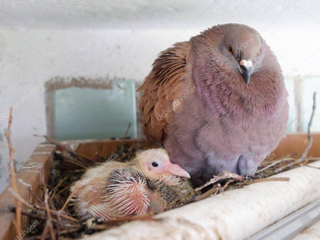 Птенец голубя: как выглядит детёныш, где живёт и как выкормить его самостоятельно