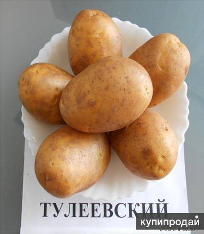Картофель тулеевский: характеристики сорта, отзывы