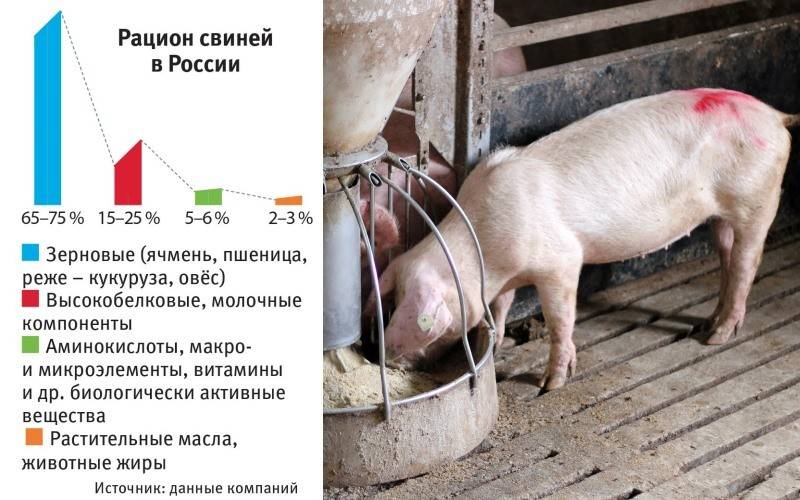 Свиноводство. особенности, продуктивные качества, породы свиней