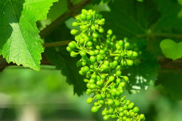 Виноград: как защитить от болезней и подготовить к зиме. рассказывает известный агроном петр ломонос