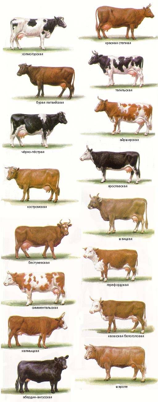 Красно-пестрая порода коров