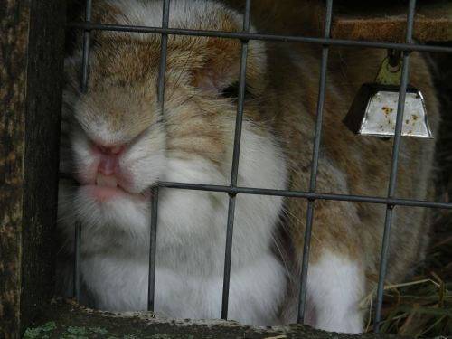 Почему кролики кусаются и как их можно отучить, что делать после укуса