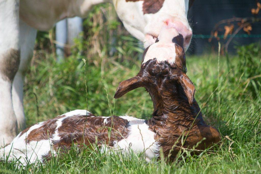 Кормление дойных коров: что нужно учесть для повышения надоев