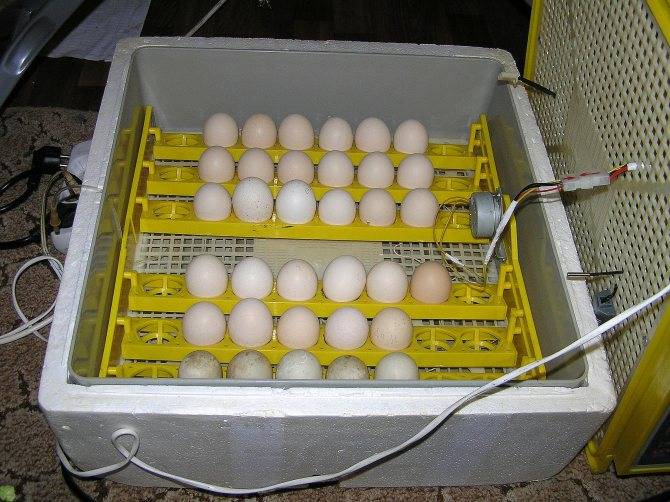Выбираем лучшие инкубаторы для яиц: топ-8