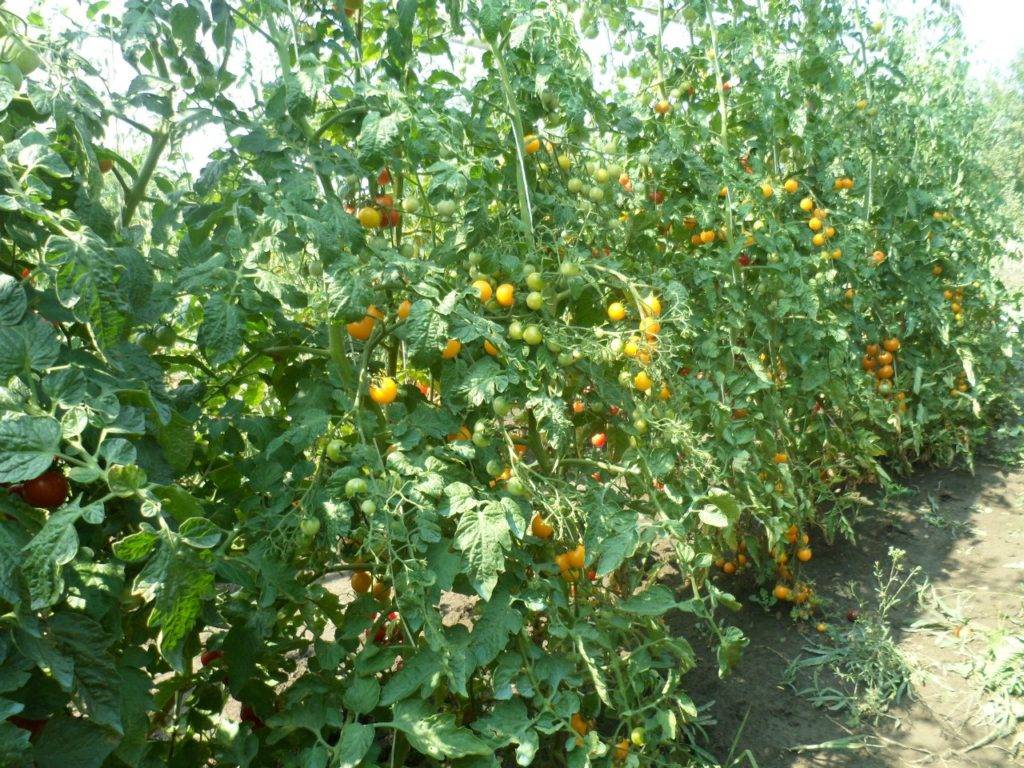 Сладкий томат медовая капля: описание сорта