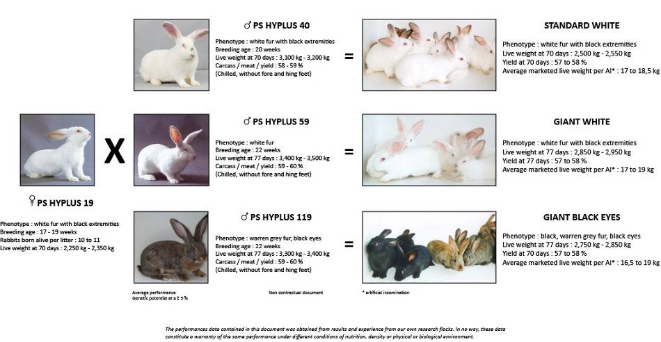 Паннон кролик: характеристика белого кролика (фото и видео)