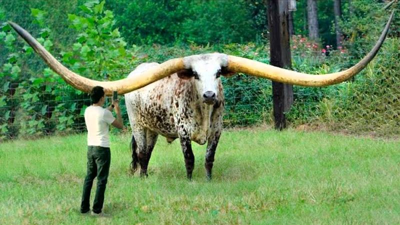 Самые большие быки в мире – чудо природы