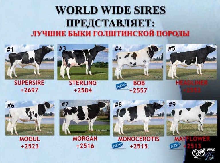 Голштинская порода коров: описание и продуктивность породы