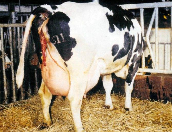 Совершенствование комплексных методов лечения эндометритов у коров