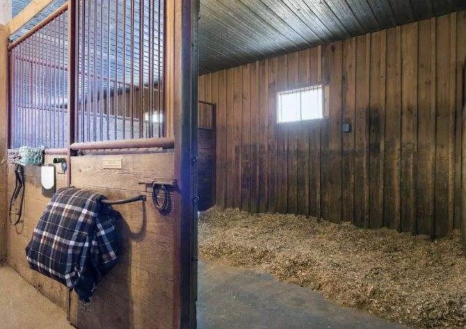 Разведение лошадей: уход и содержание в домашних условиях для новичка