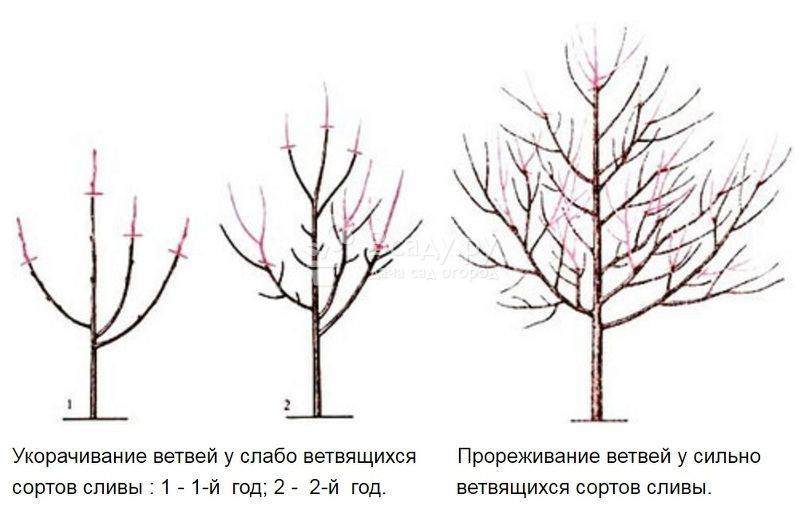 Обрезка абрикоса осенью: схема для начинающих, формирование кроны