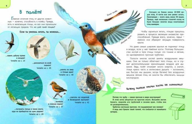 10 примет о птицах, предвещающих беду :: инфониак