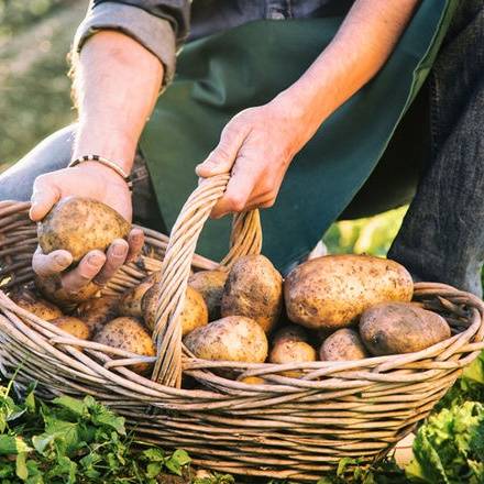 Как сохранить картофель в земле до весны зимой: как сделать яму на даче своими руками и засыпать туда клубни, действительно ли такой метод хороший