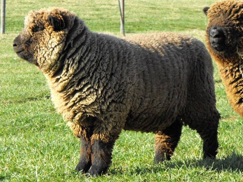 Порода овец тексель: фото, характеристика, описание и уход