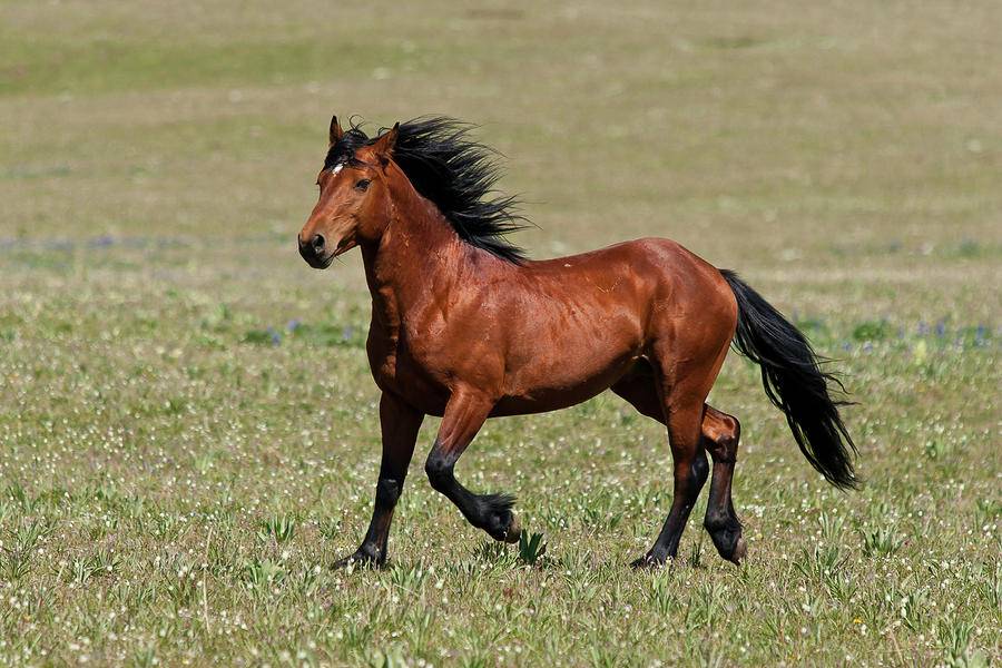 Кигер-мустанг — прекрасная и благородная порода лошадей | мои лошадки