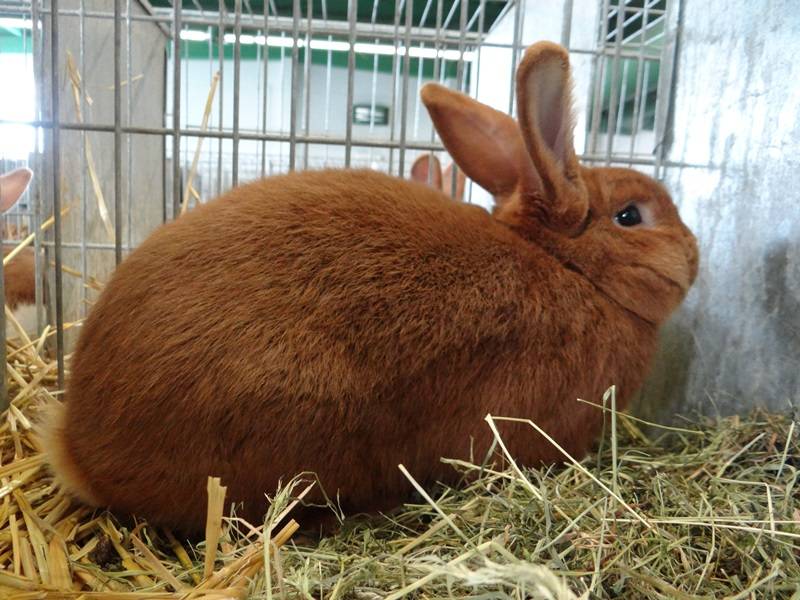 Кролик красный: новозеландская порода с американскими корнями