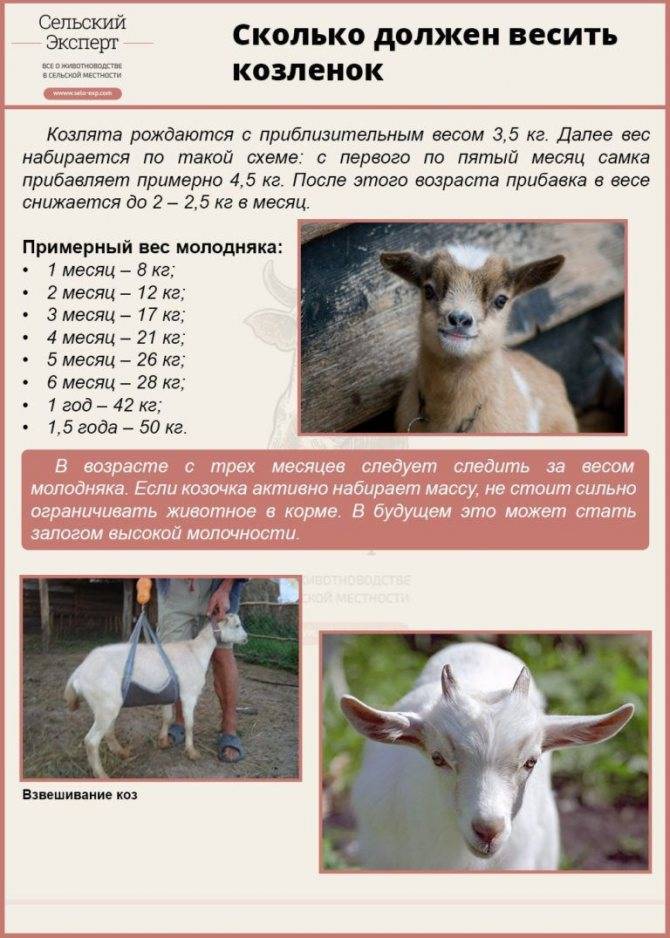Как определить возраст козы по рогам, бороде, зубам - сад и ферма