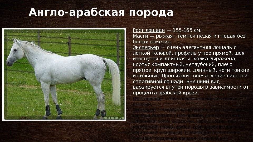 Арабская лошадь скаковая — характеристики породы, особенности и перспективы разведения в россии. | cельхозпортал