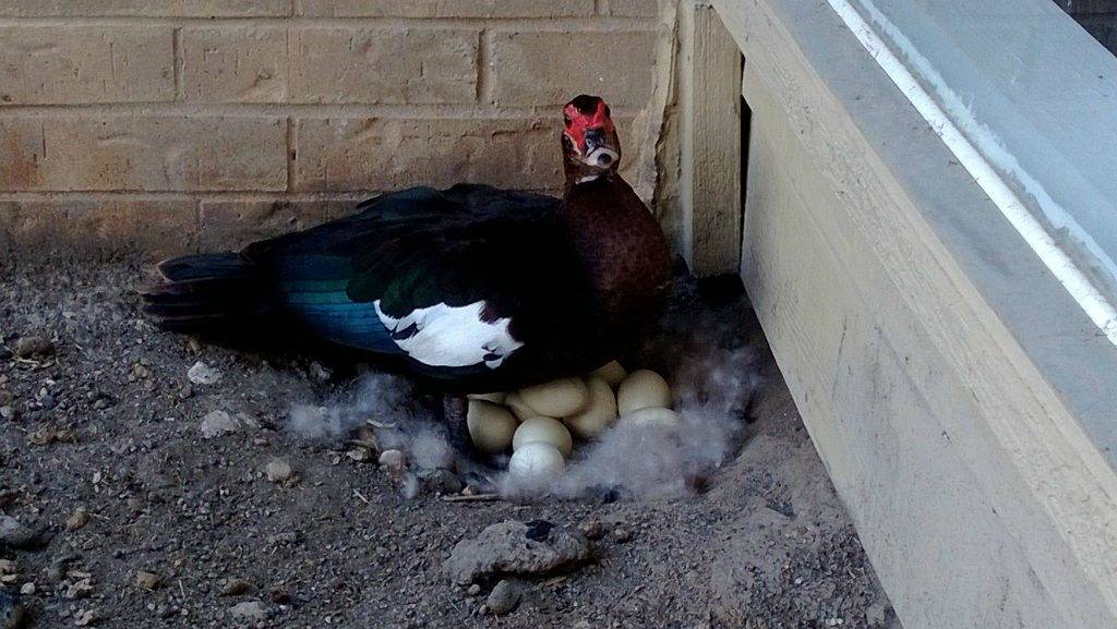 Что нужно сделать, чтобы домашние утки начали нести яйца?