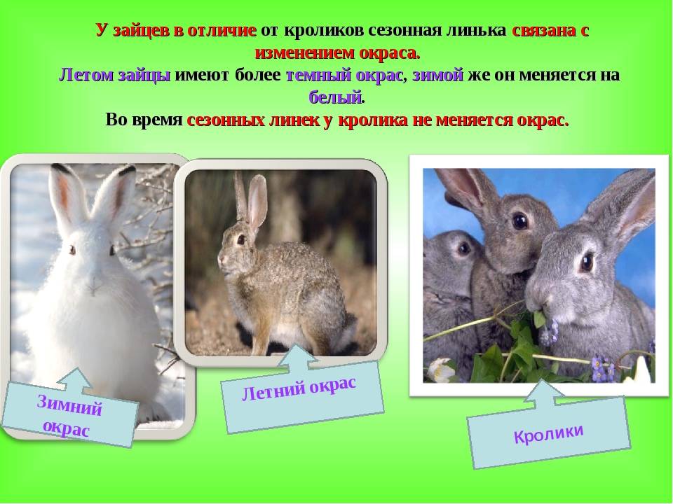Чем отличается кролик от зайца: в чем разница (отличия)