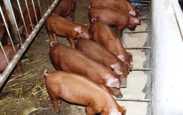 Порода свиней дюрок: описание, разведение, содержание и уход