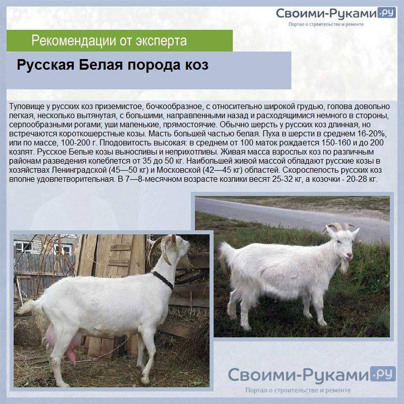 Молочные козы: лучшие породы с фото и описанием