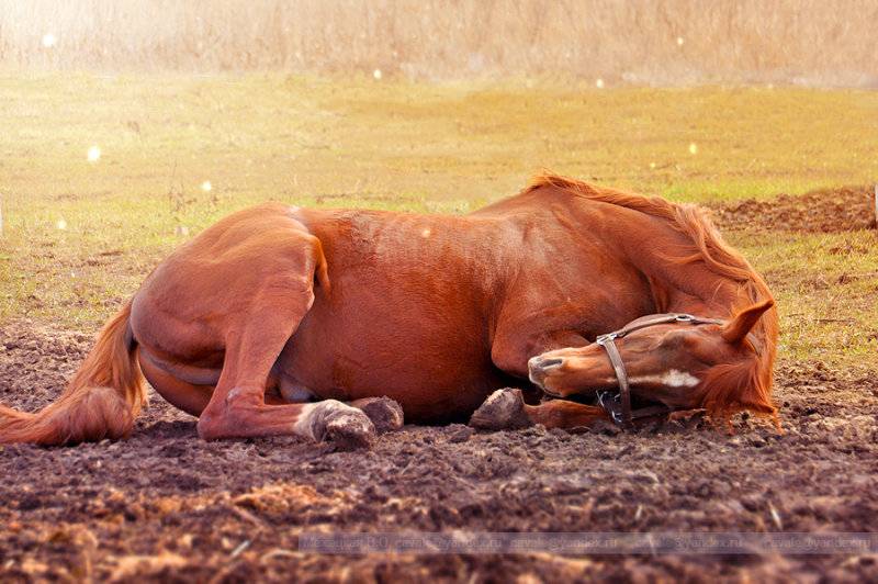 Как спят лошади — лежа или стоя, и почему