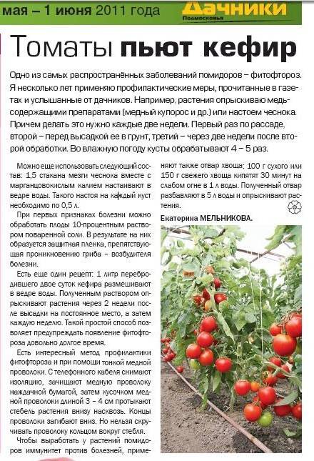 Как продлить плодоношение томатов в августе и сентябре в теплице и открытом грунте