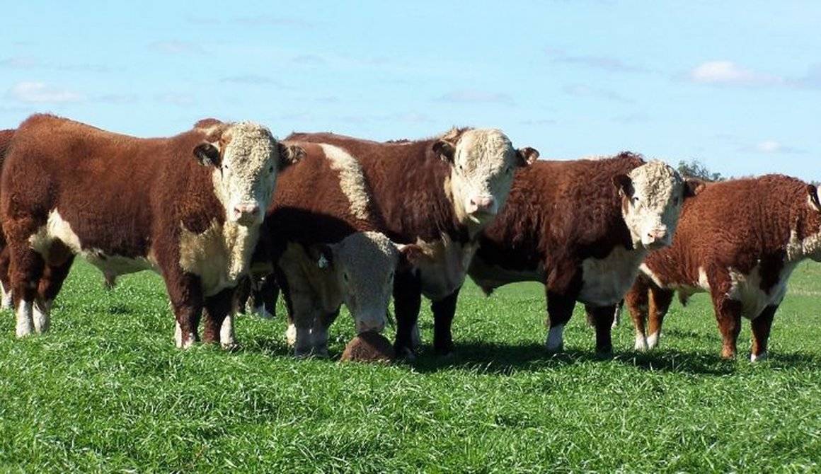 Джерсейская порода коров – отличительные характеристики быков джерси, описание крс, фото бычков и телят