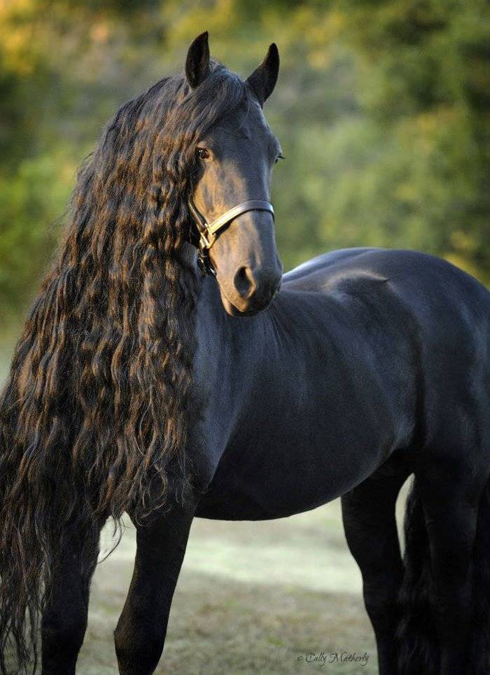 Ценные и красивые породы лошадей. характеристики лучших разновидностей