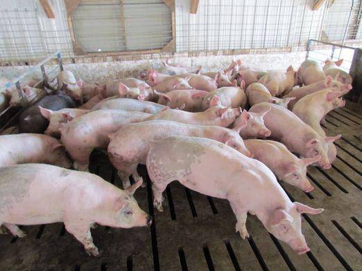 Разведение свиней как бизнес, особенности и перспективы развития. | cельхозпортал