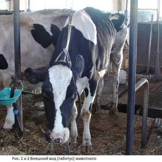 Причины и симптомы кетоза у коров, схемы лечения крс в домашних условиях
