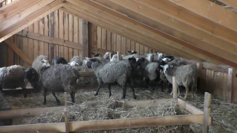 Овчарня для овец своими руками: инструкция, фото и видео
овчарня для овец своими руками: инструкция, фото и видео