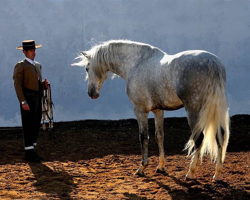 Андалузская лошадь - испанская порода чистокровных жеребцов (фото)