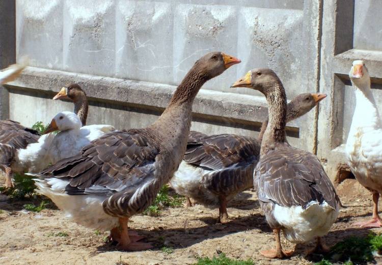 Породы гусей: самые крупные породы гусей, домашние гуси