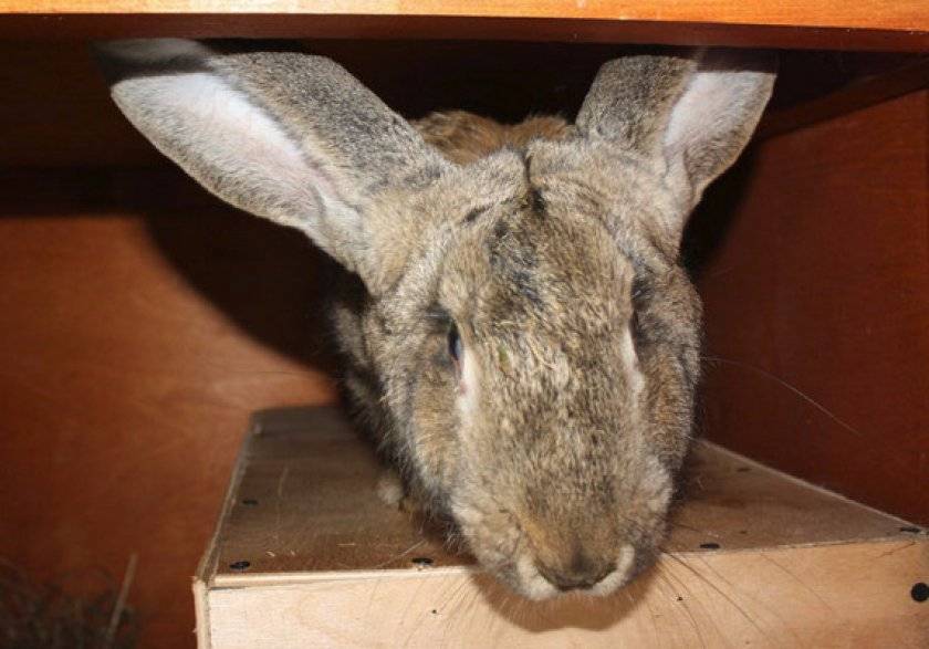 Характерные черты и содержание кроликов породы фландр