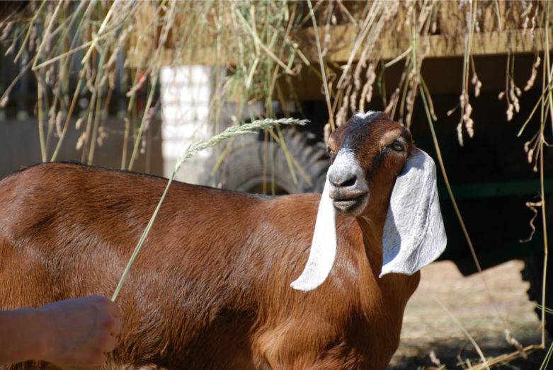 Англо-нубийские козы: описание породы и как выглядят?