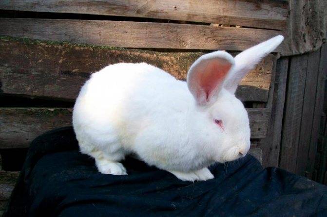 Кролик белый великан — описание породы, характеристика, разведение и содержание.