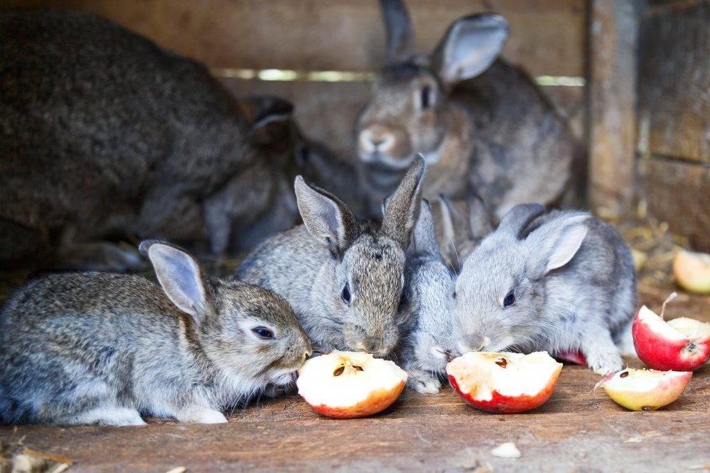 Можно ли кормить кроликов яблоками: в каком количестве, какие фрукты полезны, какие нельзя давать