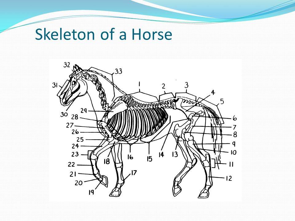 Анатомия лошади — строение тела, скелета и расположение внутренних органов