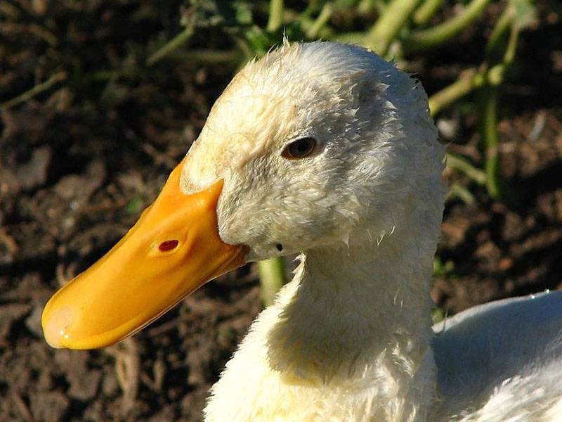 Бройлерная утка агидель – селекционное достижение с высокой продуктивностью и жизнеспособностью